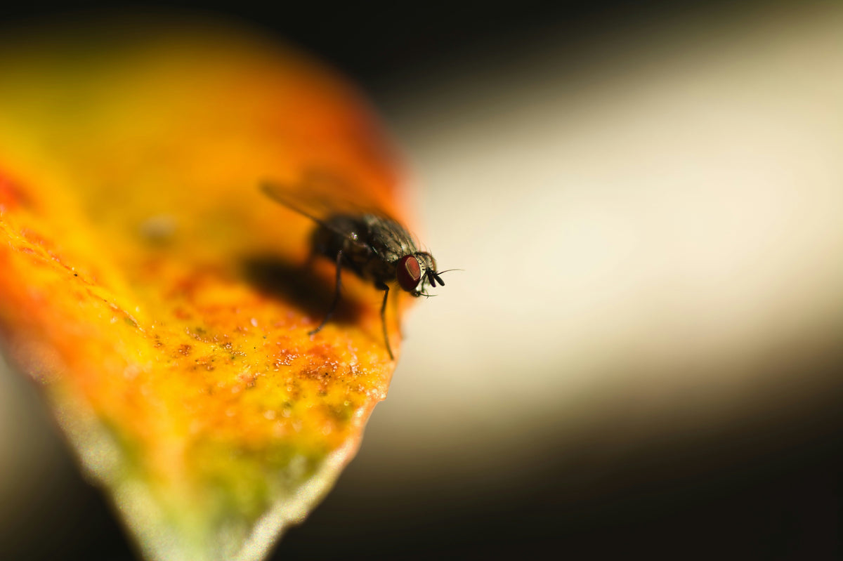 Insekten fotografieren: So gelingen dir faszinierende Makroaufnahmen