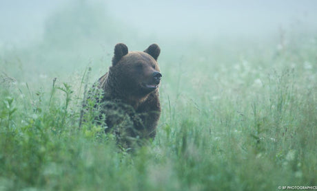 Gimbalkopf in der Tierfotografie